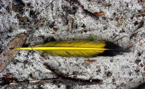A discarded Goldfinch feather stands out against  the dusty pathway